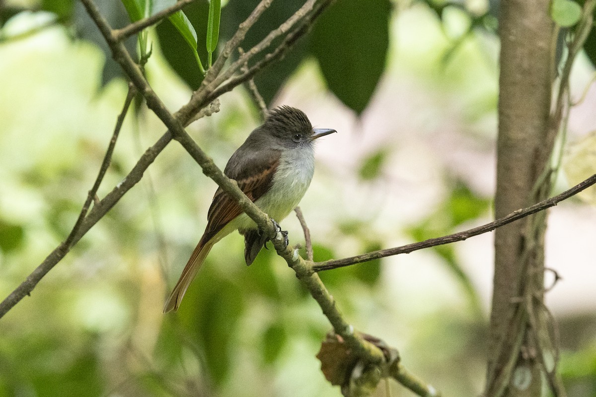 Rufous-tailed Flycatcher - ML616485192
