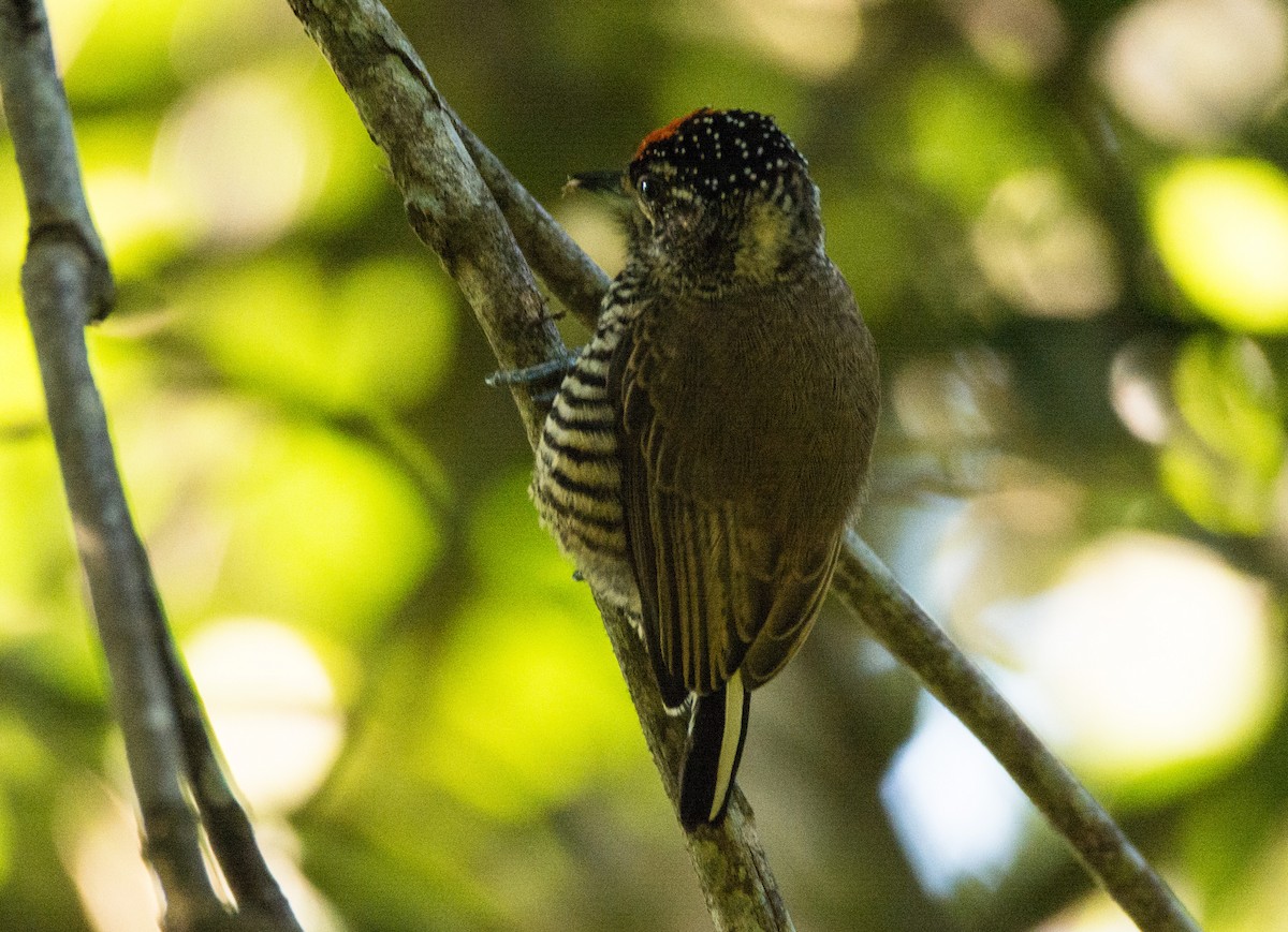 White-barred Piculet - ML616485219