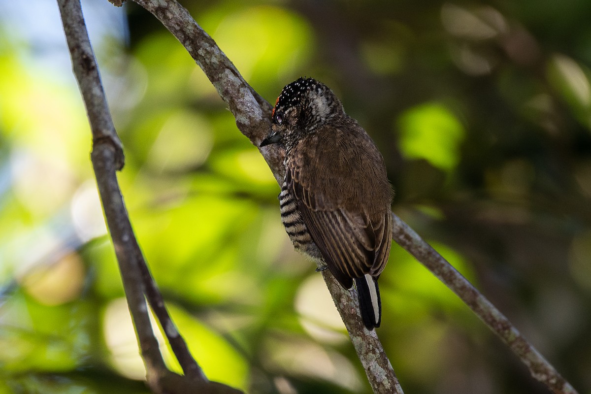 White-barred Piculet - ML616485224