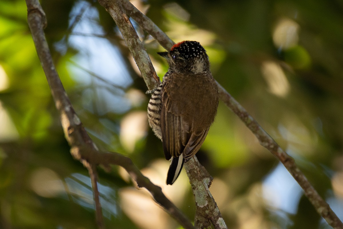 White-barred Piculet - ML616485225