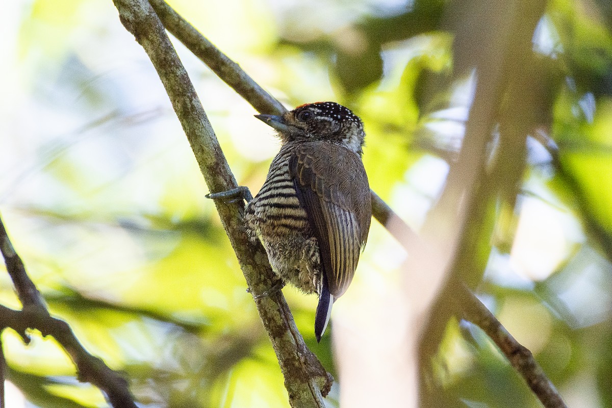 White-barred Piculet - ML616485226