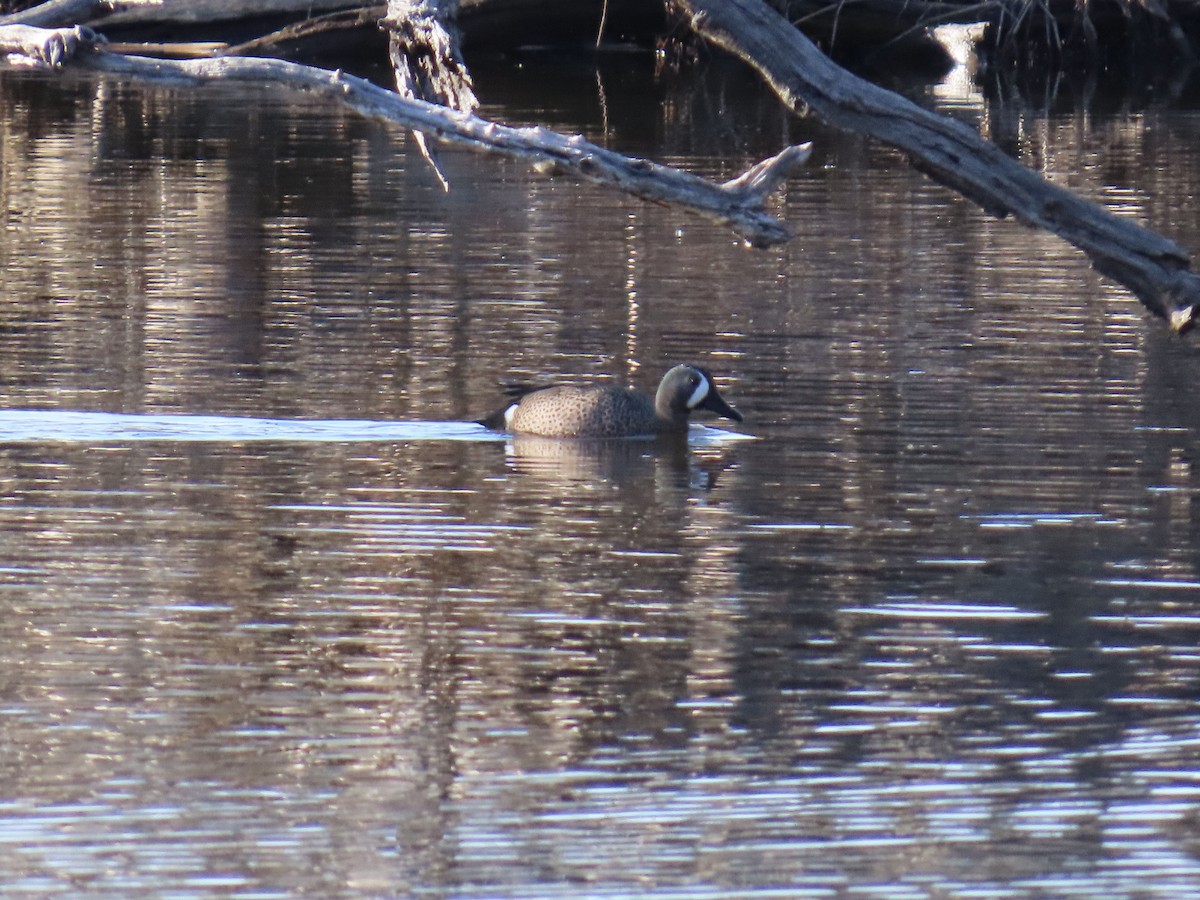 Blue-winged Teal - ML616485262
