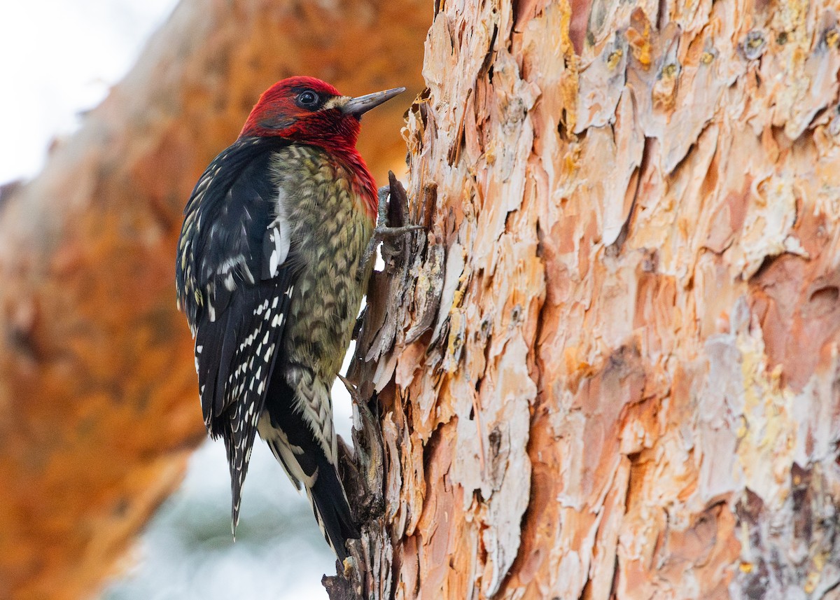 Red-breasted Sapsucker - ML616485274