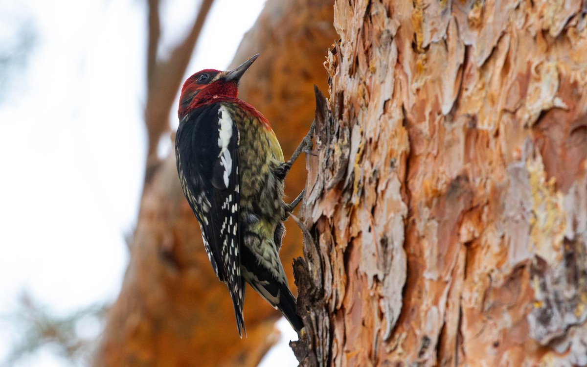 Red-breasted Sapsucker - ML616485275