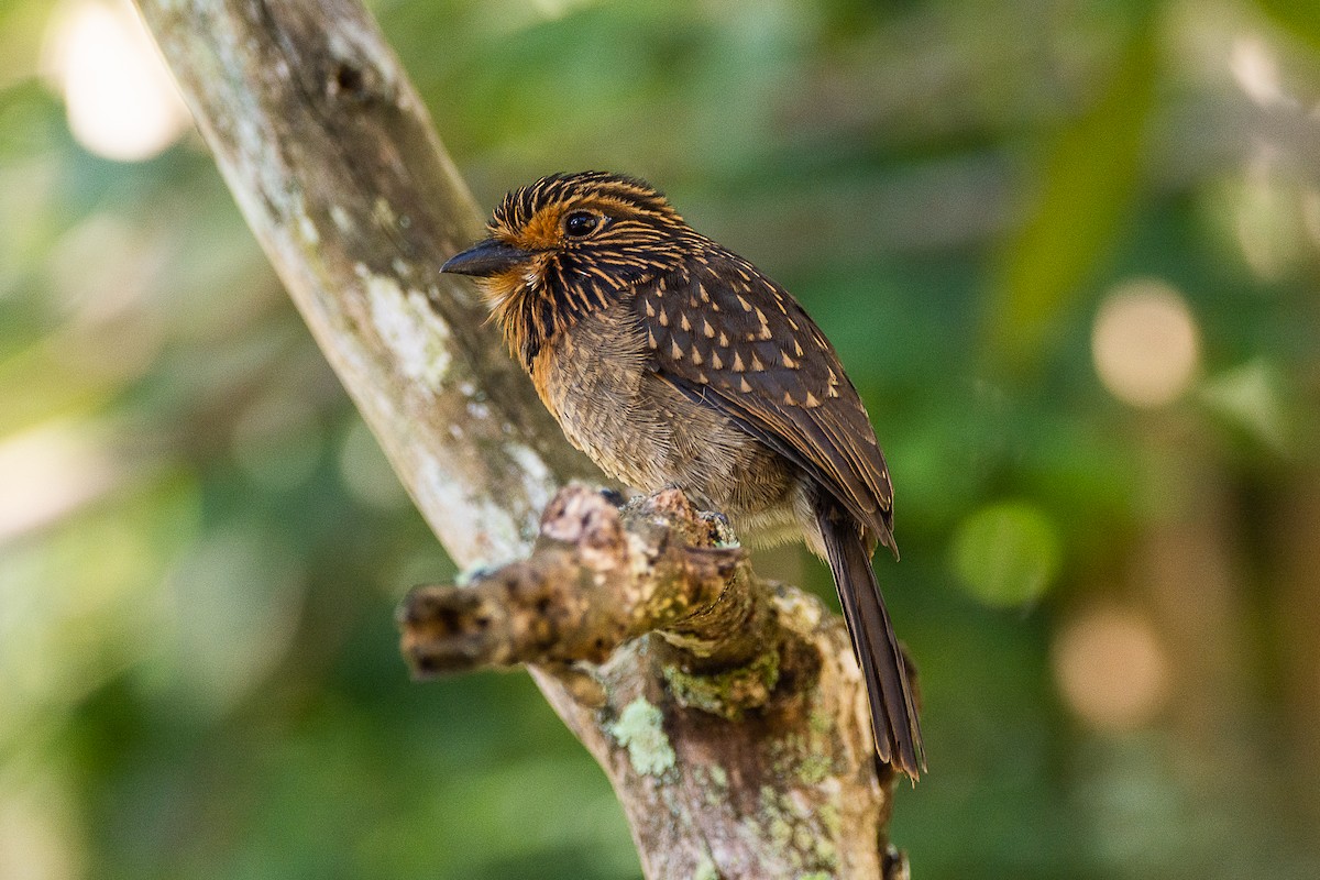 Crescent-chested Puffbird (Greater) - ML616485285