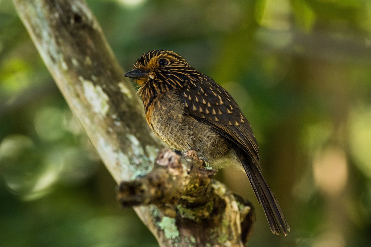 Crescent-chested Puffbird (Greater) - ML616485286