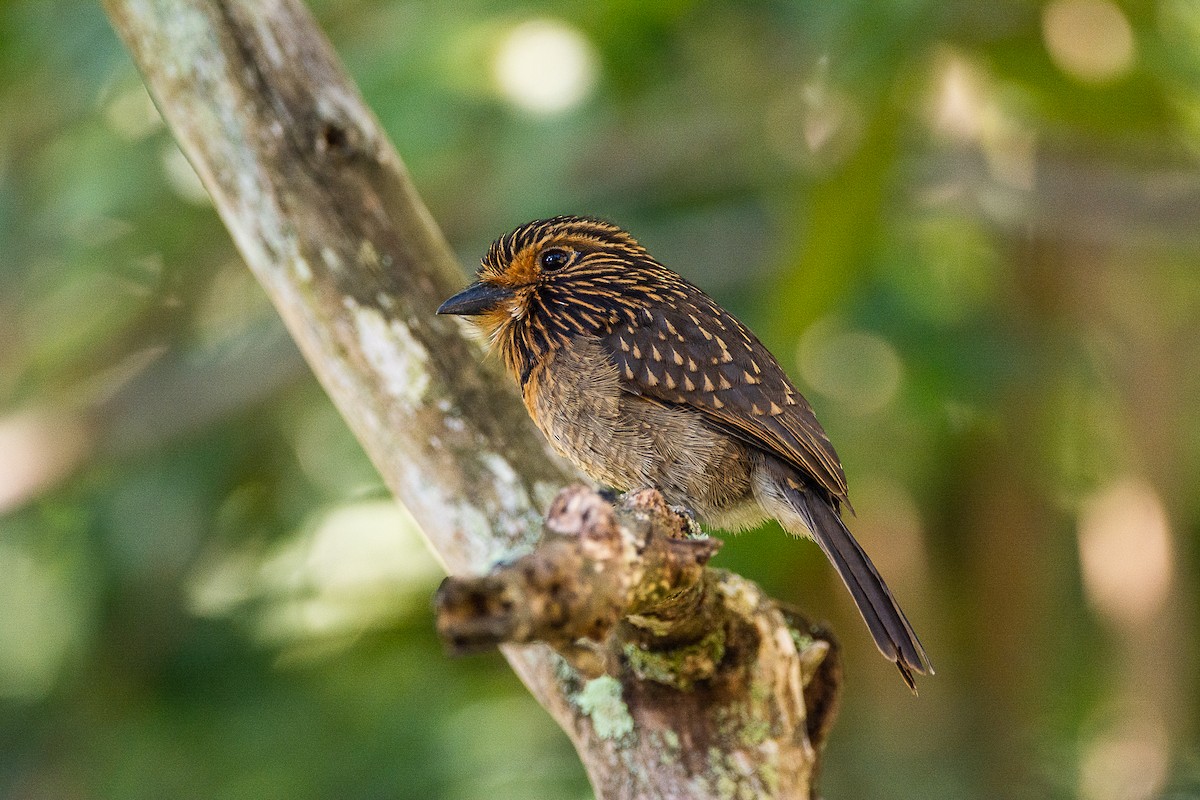 Crescent-chested Puffbird (Greater) - ML616485287