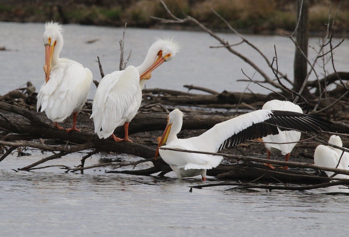 eBird Checklist 25 Mar 2024 Celery Bog Nature Area 12 species