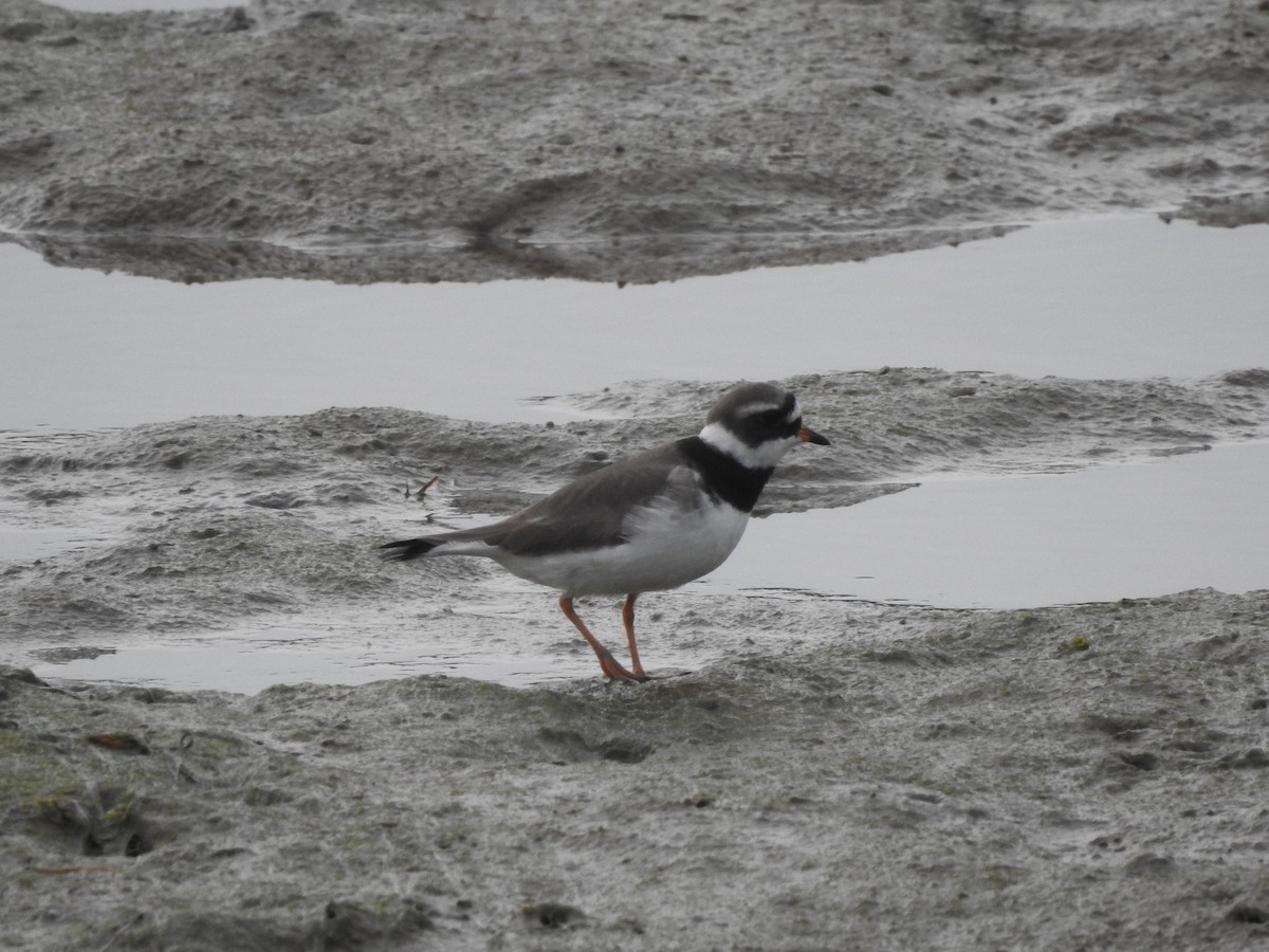 Common Ringed Plover - Hany Alonso