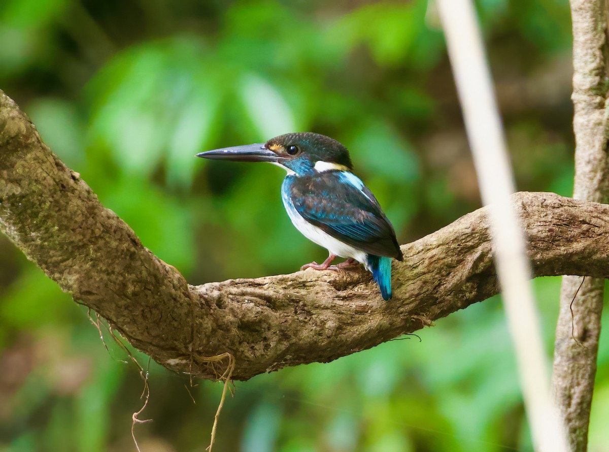 Malaysian Blue-banded Kingfisher - Scott Baker