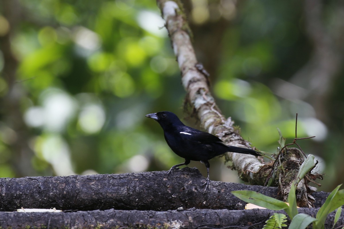 White-lined Tanager - ML616485470