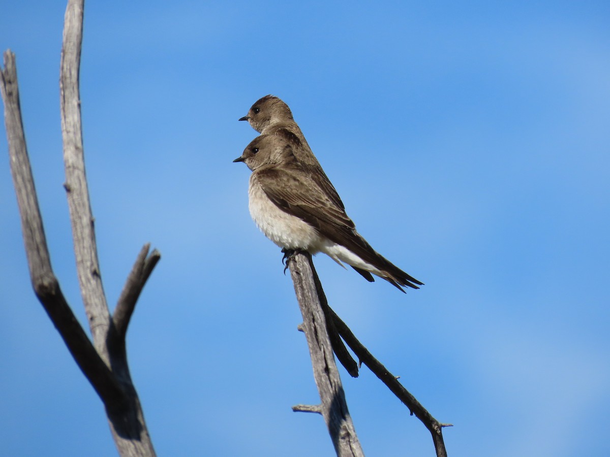 Northern Rough-winged Swallow - Joe Kellerhals