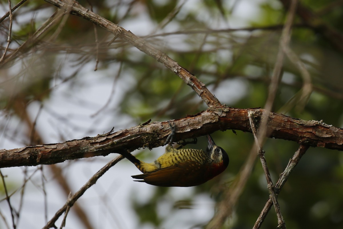Yellow-vented Woodpecker - ML616485633
