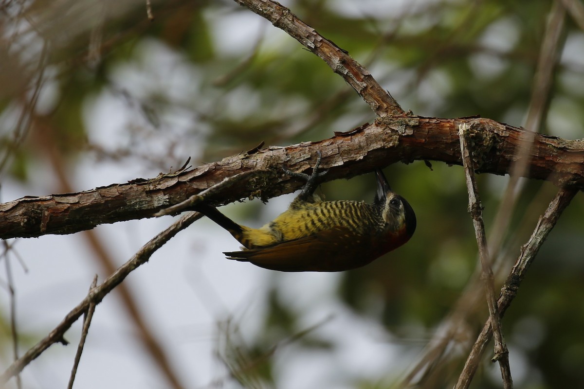 Yellow-vented Woodpecker - ML616485634