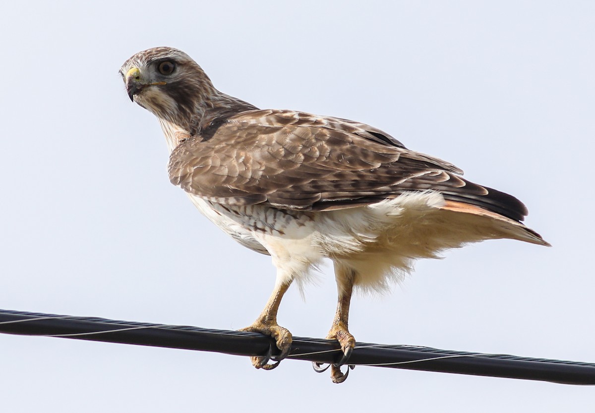 Red-tailed Hawk - ML616485681