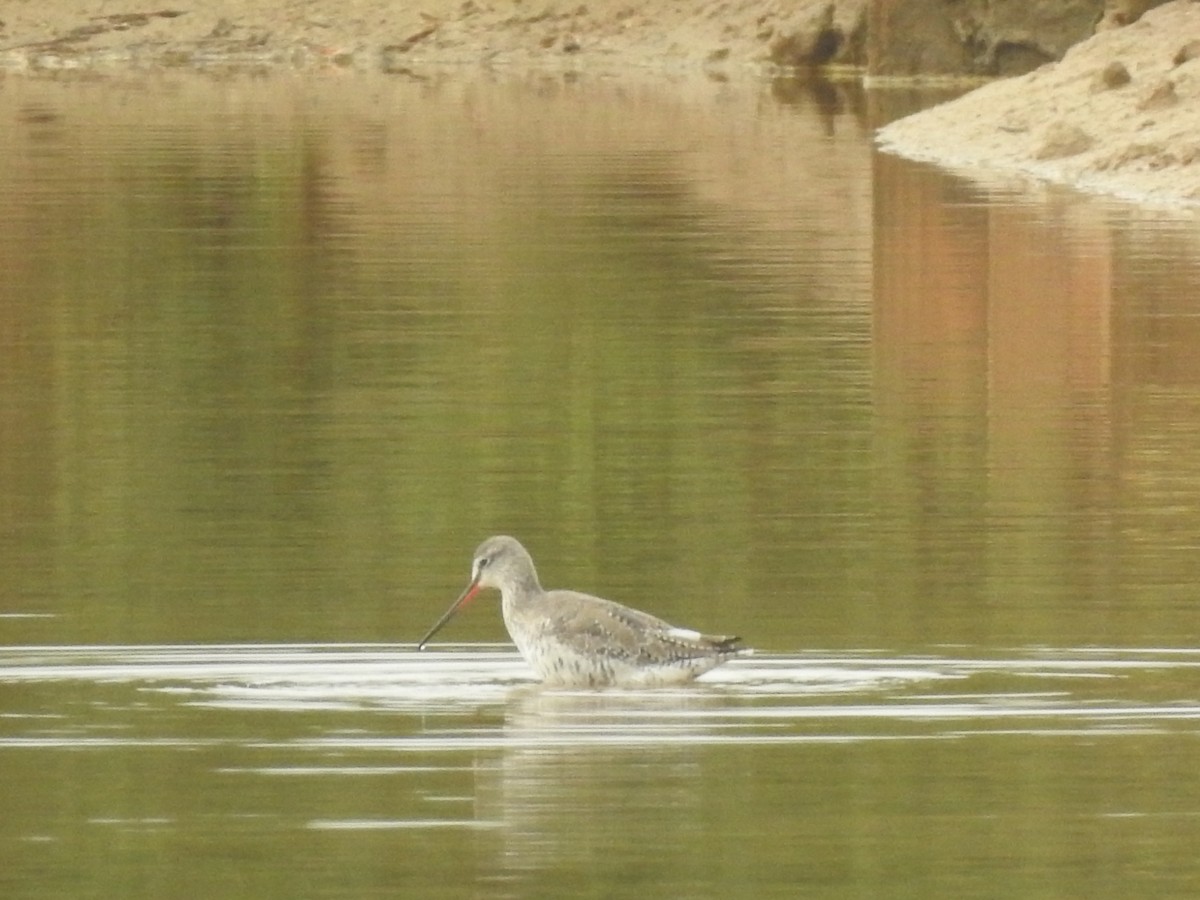 Spotted Redshank - ML616485746