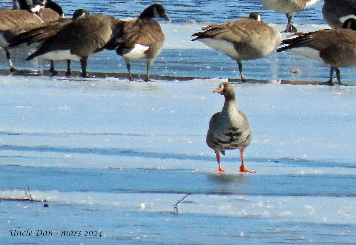 Greater White-fronted Goose - ML616485848