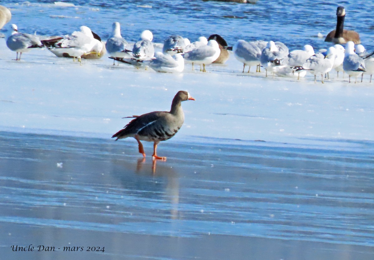 Greater White-fronted Goose - ML616485851