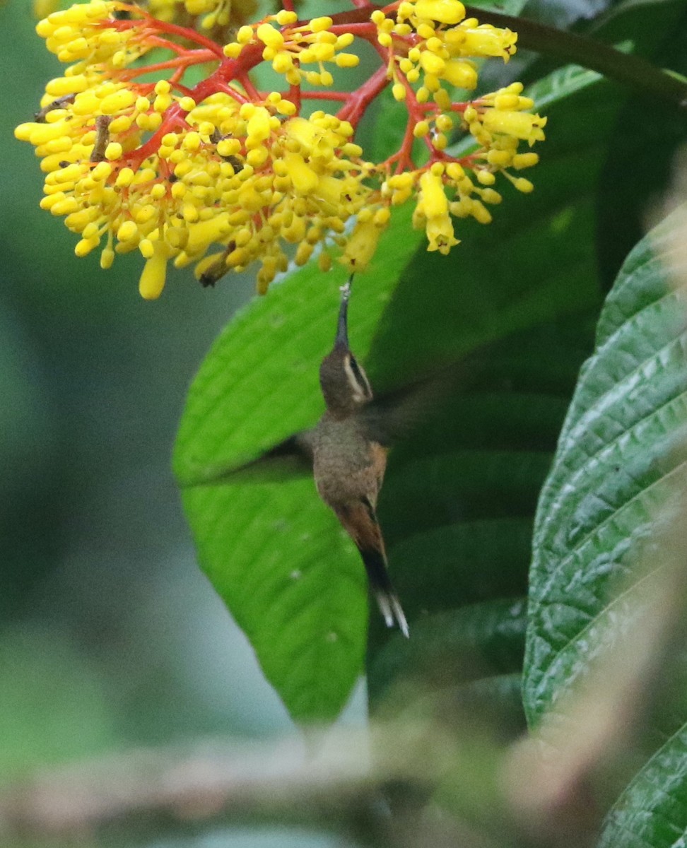 Gray-chinned Hermit - Andrew Vallely