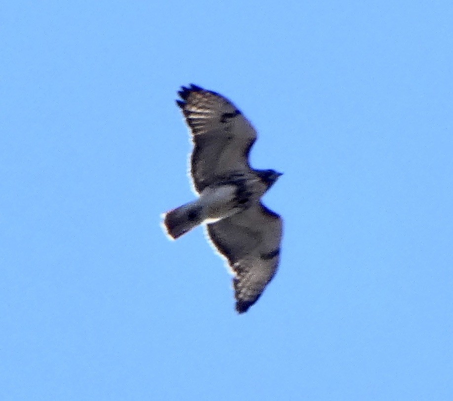 Red-tailed Hawk (abieticola) - ML616485902