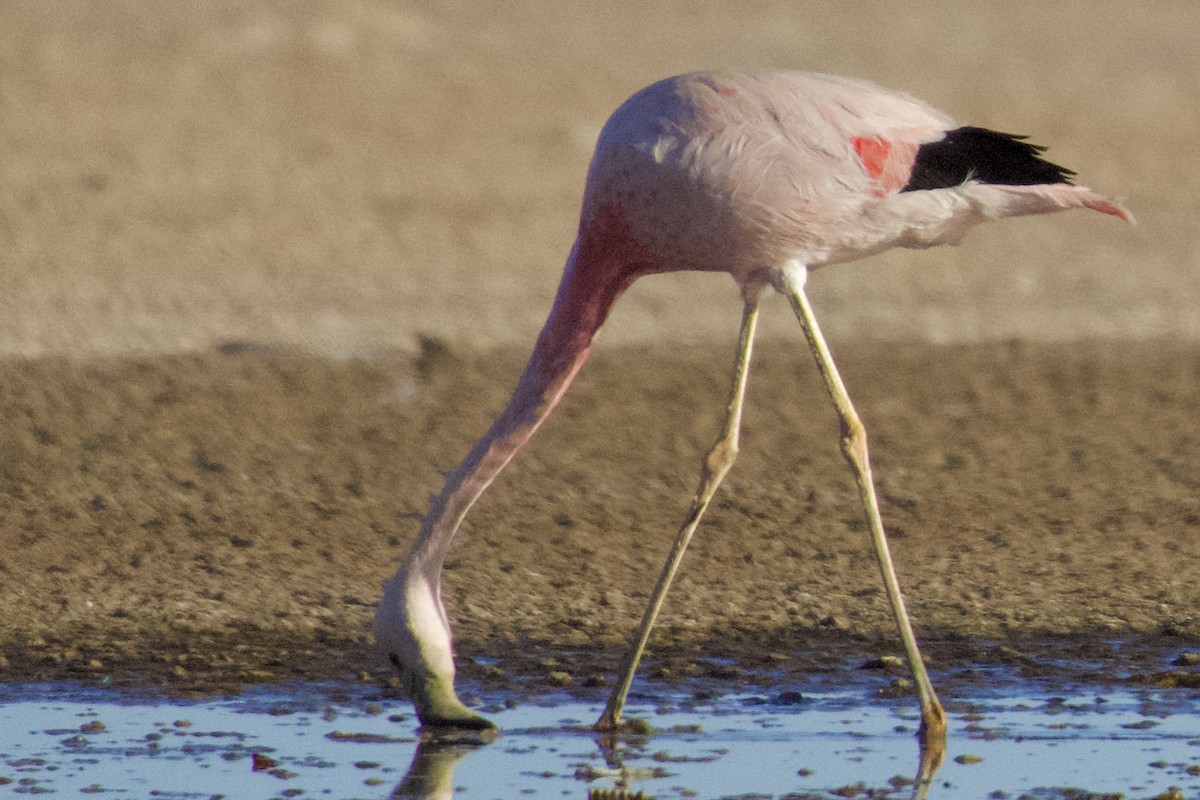 Andean Flamingo - ML616486315