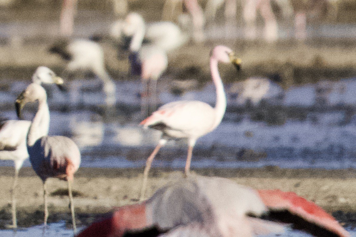 James's Flamingo - ML616486364