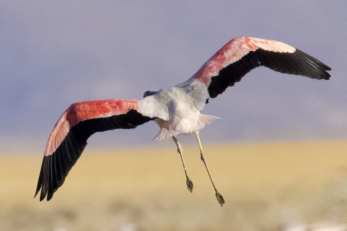 Andean Flamingo - ML616486450
