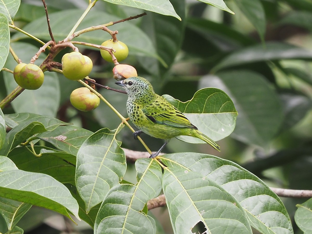 Spotted Tanager - ML616486477