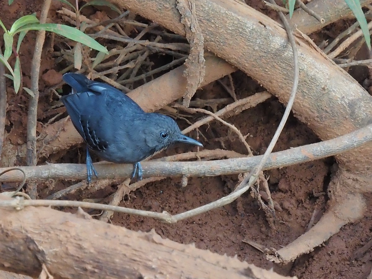 Black-chinned Antbird - ML616486502