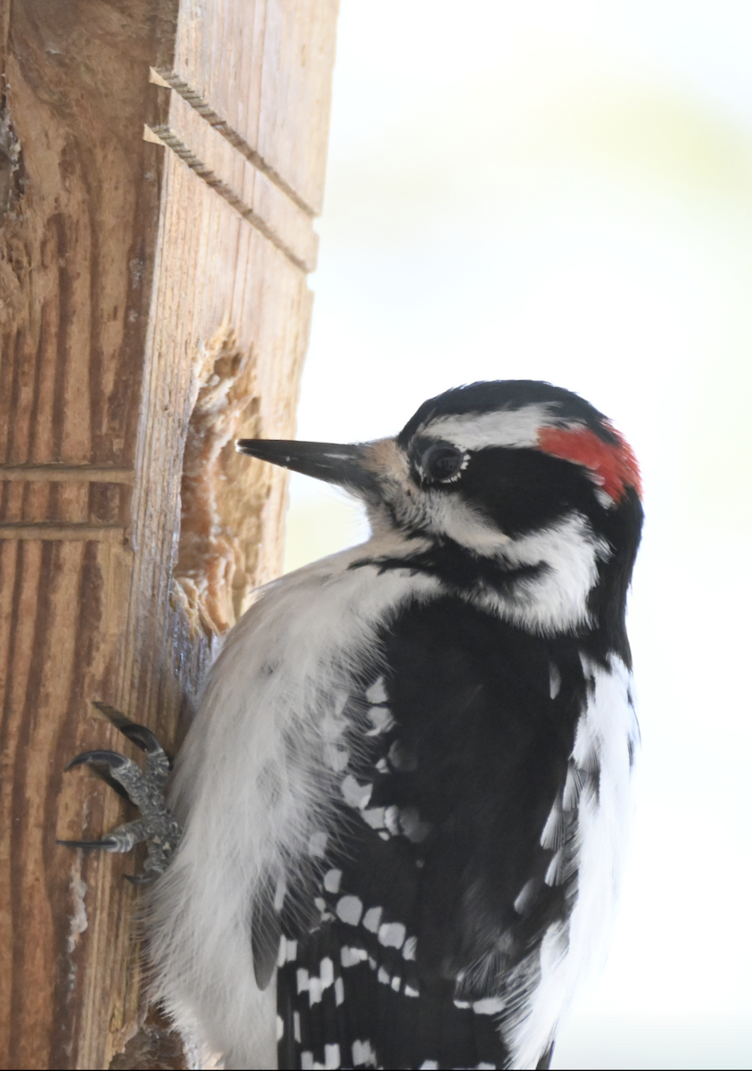Hairy Woodpecker - ML616486550