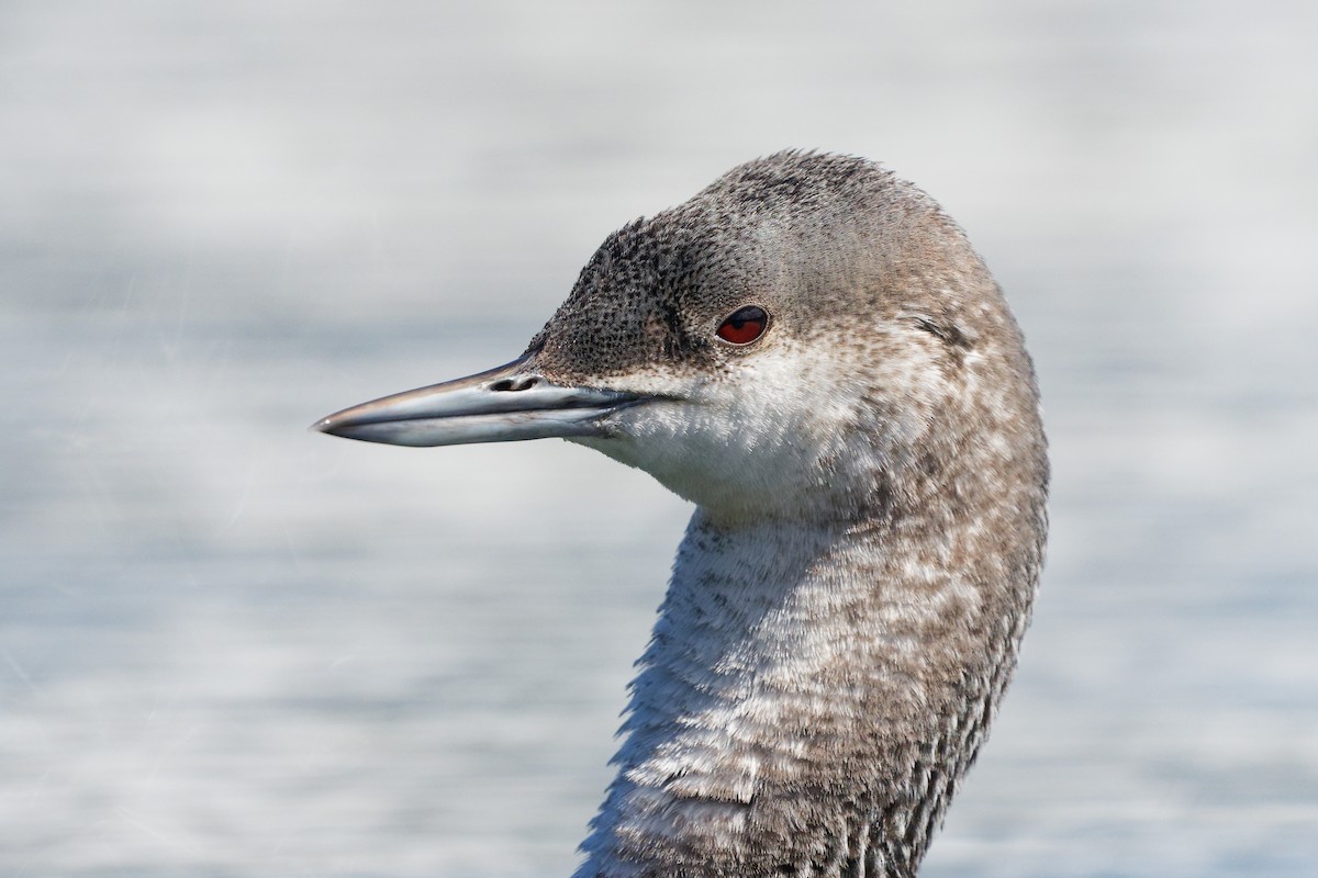 Red-throated Loon - ML616486602
