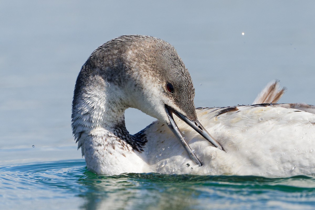 Red-throated Loon - ML616486603