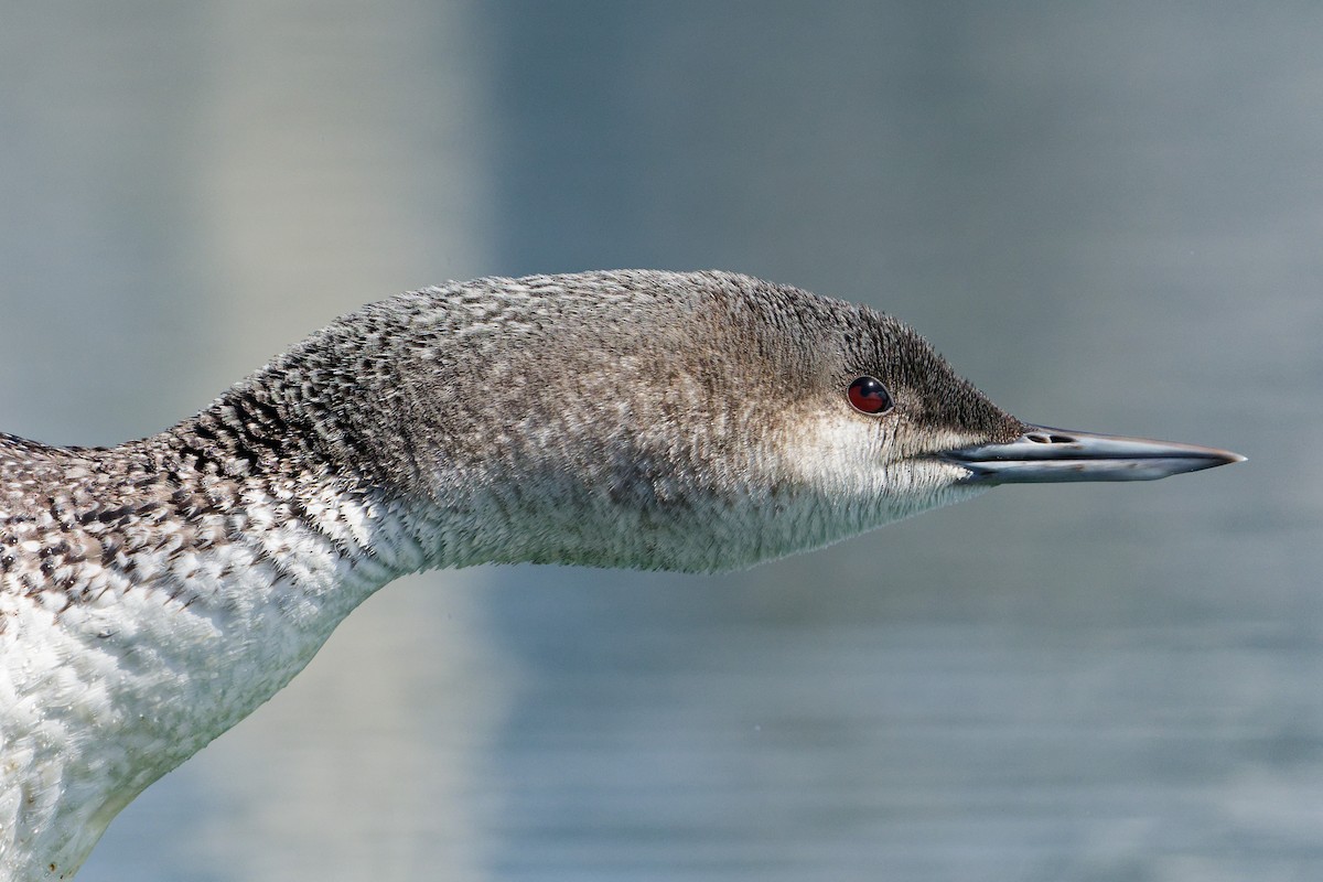 Red-throated Loon - ML616486608