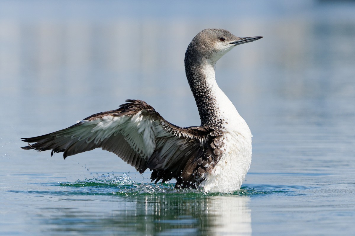 Red-throated Loon - ML616486620