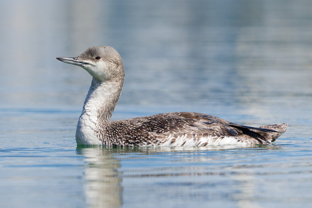 Red-throated Loon - ML616486645