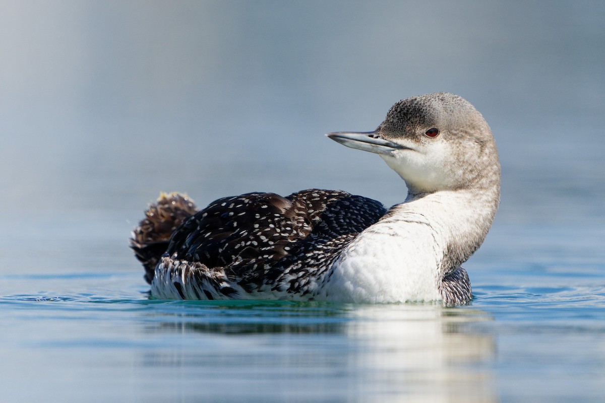 Red-throated Loon - ML616486659