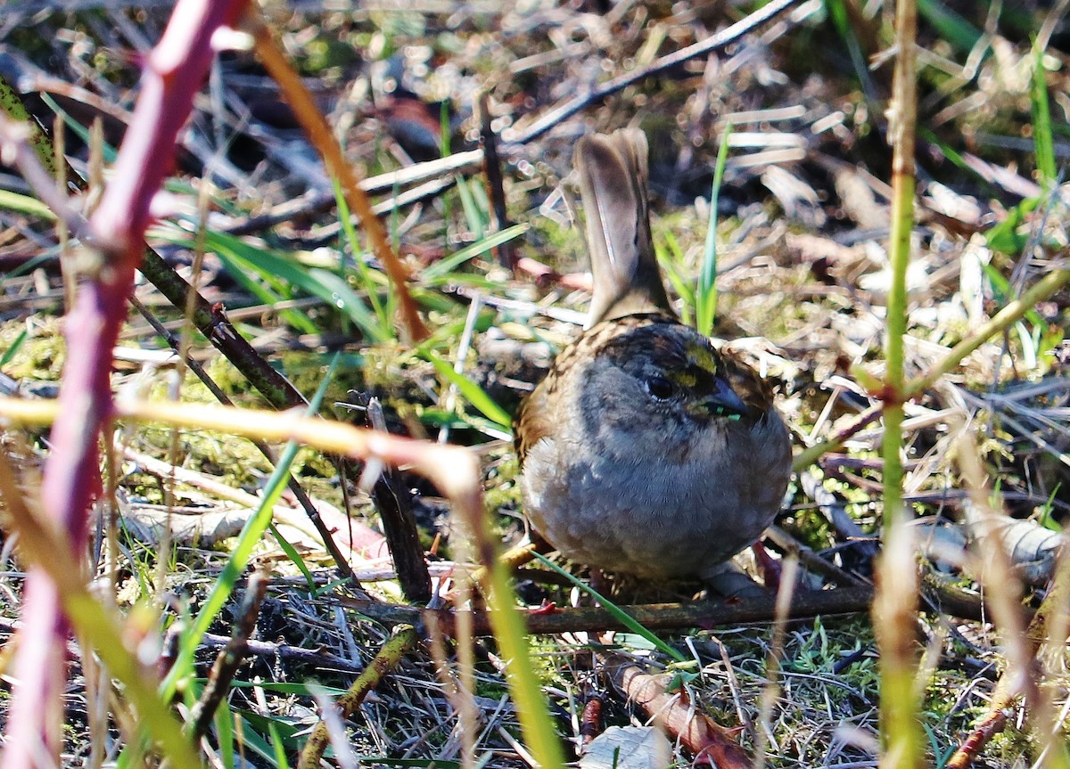 Golden-crowned Sparrow - ML616486675
