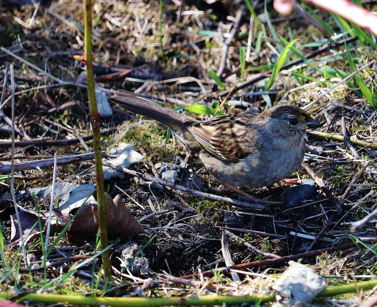 Golden-crowned Sparrow - ML616486676
