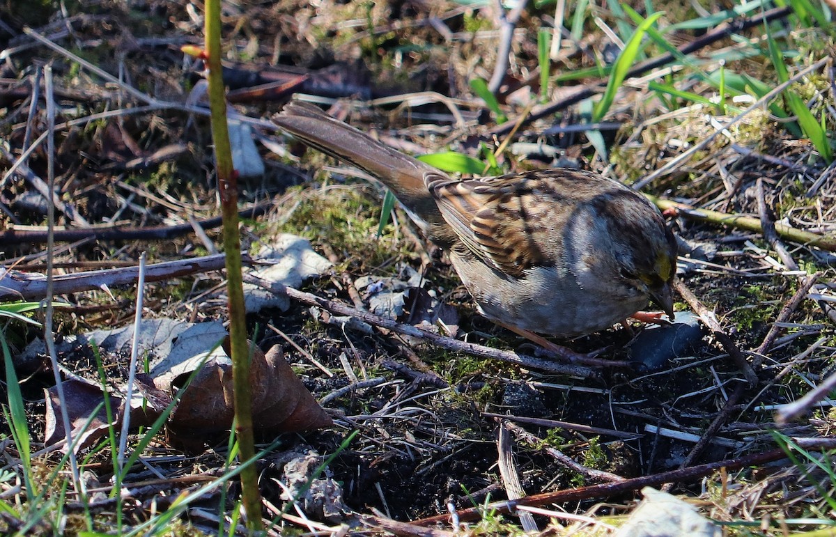 Golden-crowned Sparrow - ML616486677