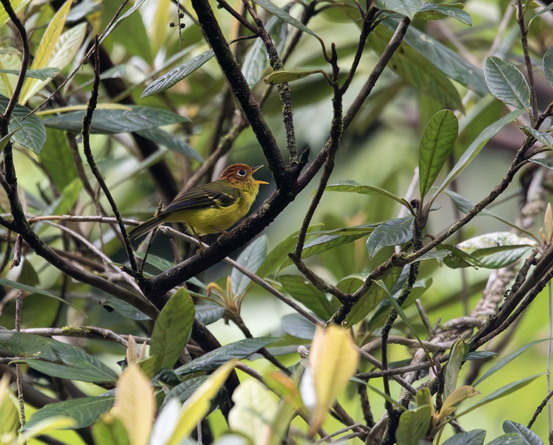 Yellow-breasted Warbler - Iván Mota