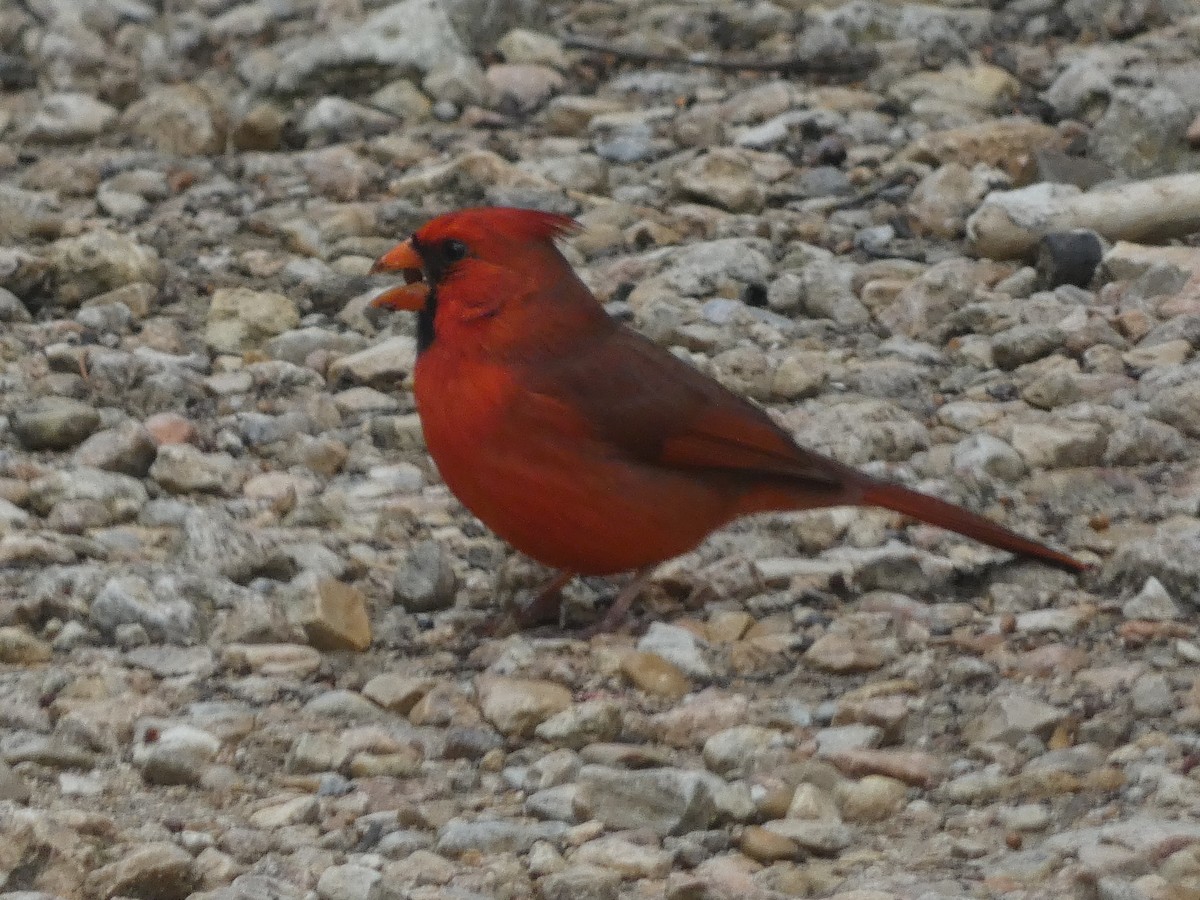 Cardinal rouge - ML616486768