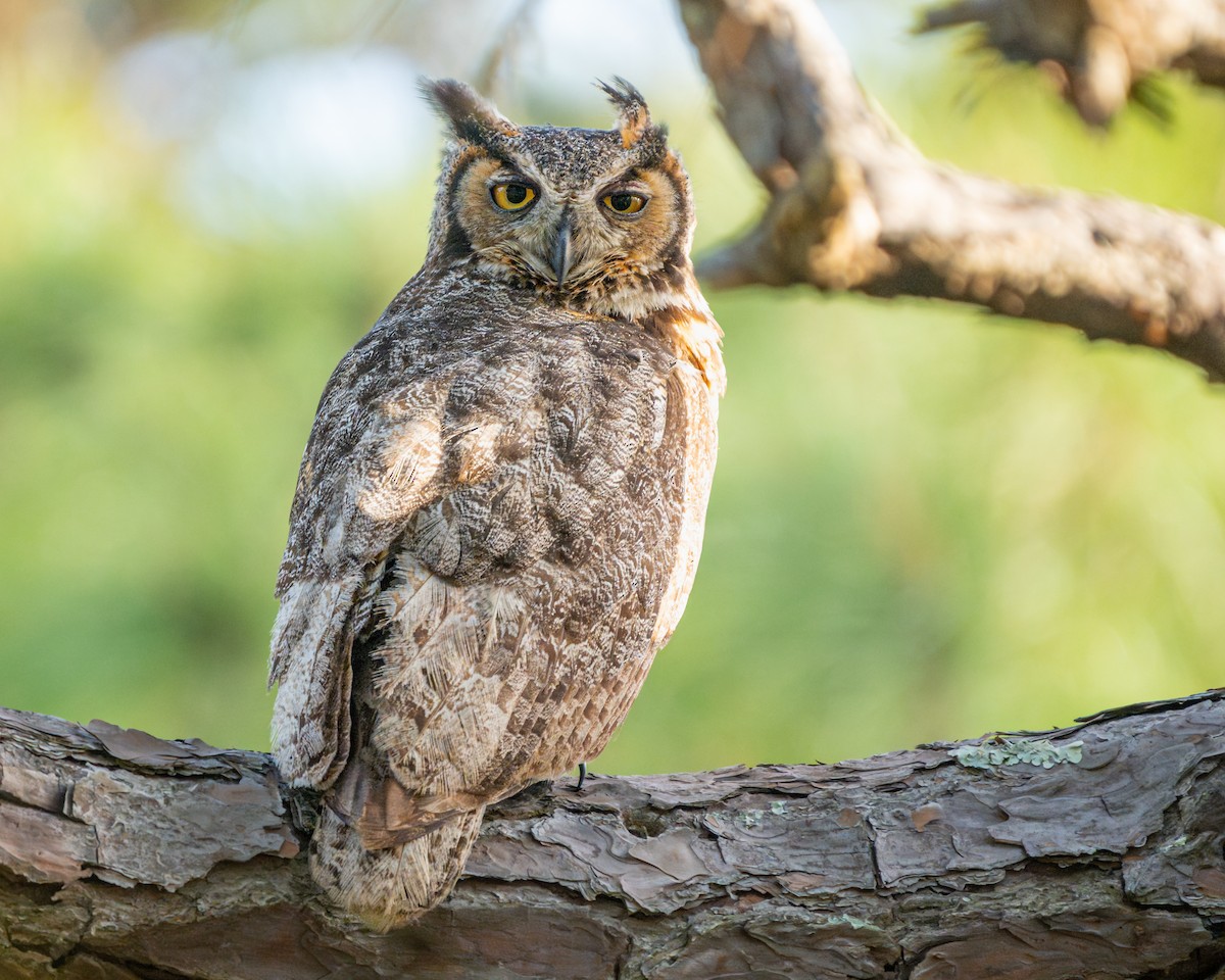 Great Horned Owl - ML616486814