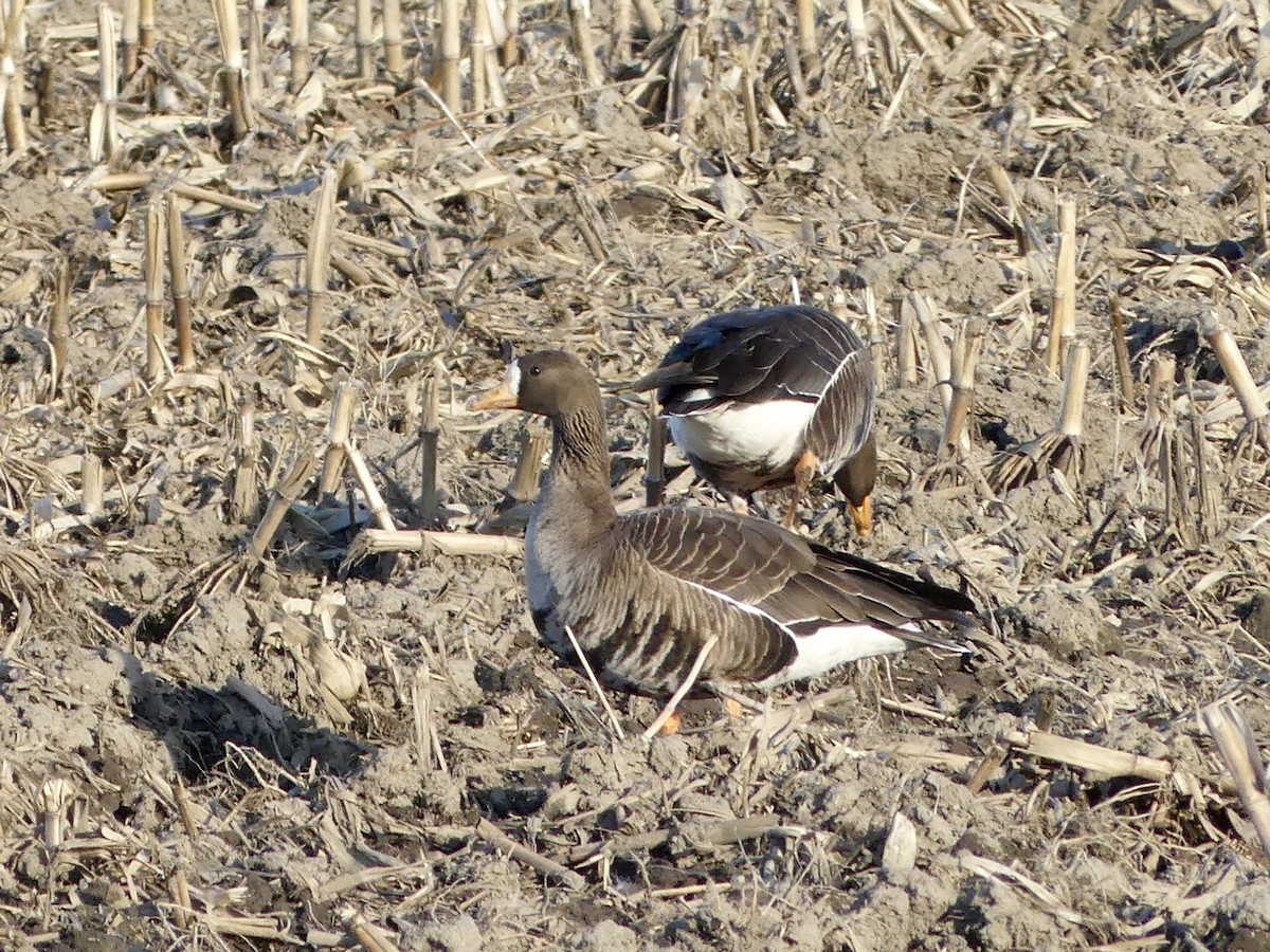 Greater White-fronted Goose - ML616486910