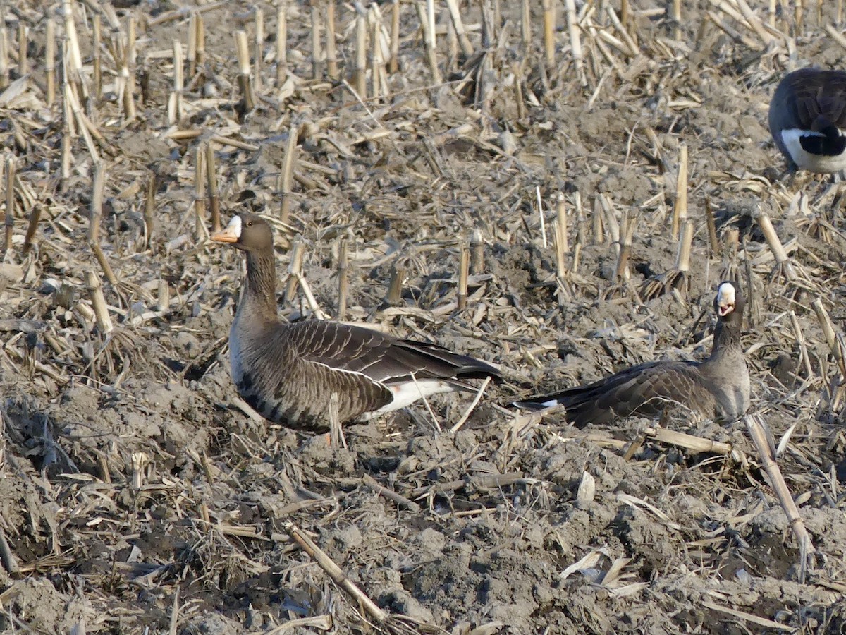 Greater White-fronted Goose - ML616486912