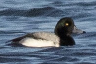 Greater Scaup - ML616486978