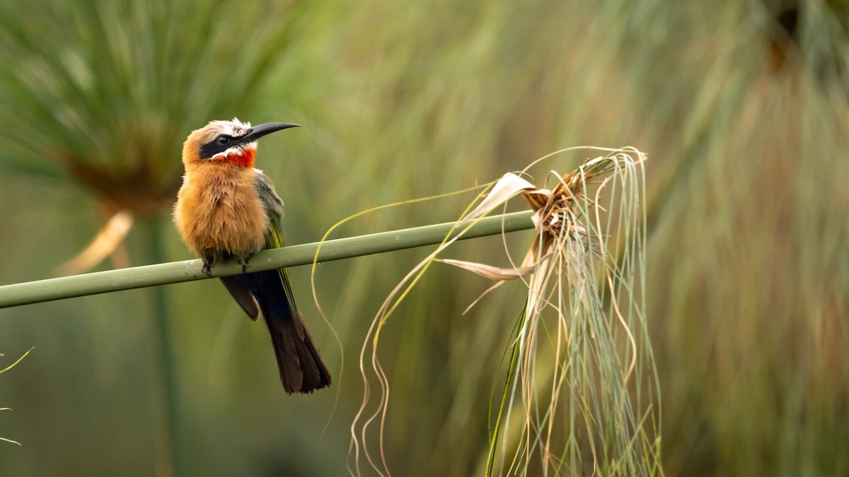 White-fronted Bee-eater - ML616487006