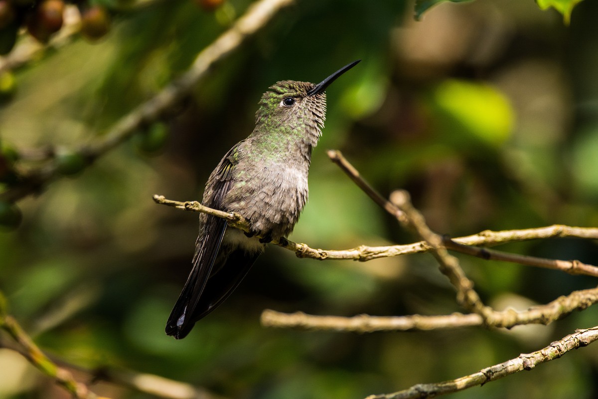 Sombre Hummingbird - Eduardo Vieira 17
