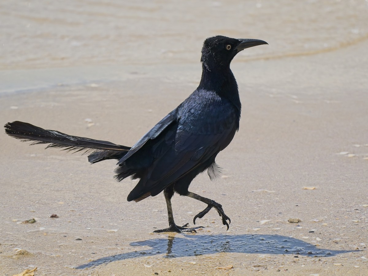 Great-tailed Grackle - Chris Allen