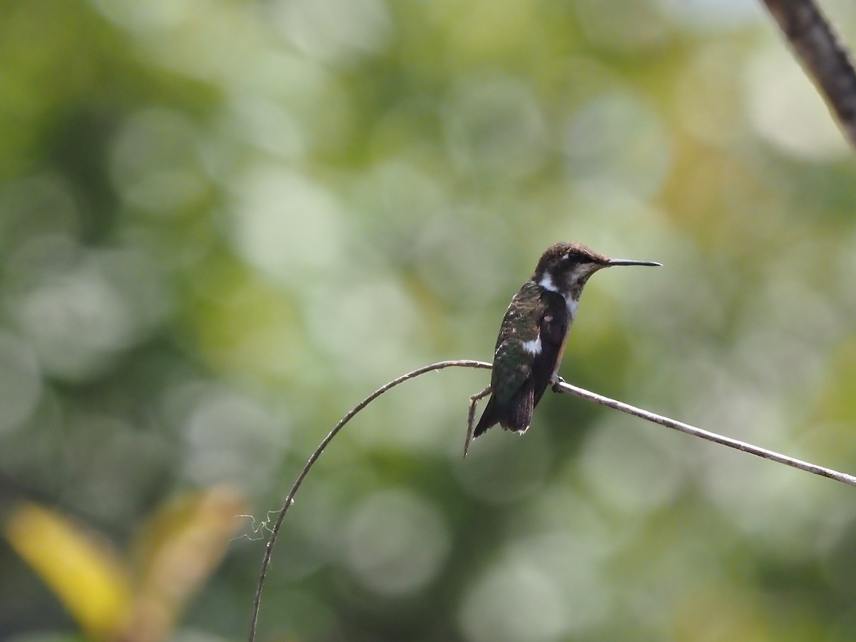 kolibřík pálkoocasý - ML616487258