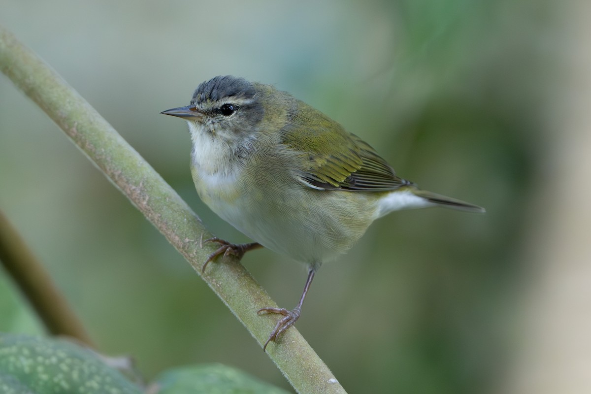 Tennessee Warbler - Mary Catherine Miguez